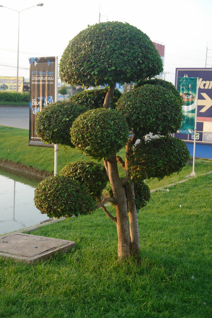 Photo 008